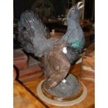 A taxidermy of a capercaillie mounted on circular wooden plinth with brass plaque inscribed '