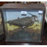 A taxidermy Stoat in glazed display case, together with a taxidermy Lapwing in glazed display case