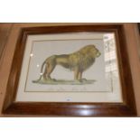 A facsimile coloured print 'Der Lone, Felis Leo', image size 33cm x 46cm, framed and glazed