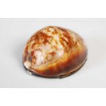A cowrie shell snuff box,