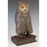 An early 20th century cold painted bronze model of an owl,