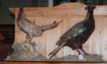 A taxidermy group of two pheasants.