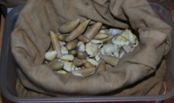 A collection of miniature shells contained within a cotton bag.