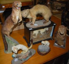 A group of six taxidermy mammals to include stoats and weasels, etc.