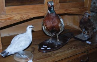 Three taxidermy birds to include a ptarmigan, a quail, and a pheasant.