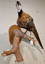 A gold-coloured pheasant taxidermy mounted on a branch with a rounded rectangular wooden base (for