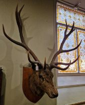 An antique thirteen point stag head taxidermy with glass eyes, mounted to a shield-shaped base.