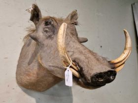 An early 20th century taxidermy warthog with inlaid glass eyes.