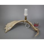Table lamp made from a fallow deer antler