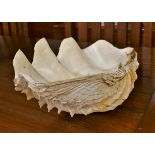 Large genuine clam shell