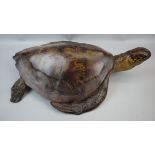 Model of turtle