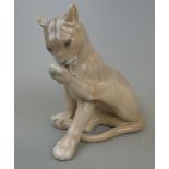 Royal Copenhagen lioness licking her paw No.8105 Dated 1923-30