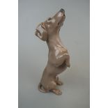 Bing & Gr?ndahl model of a dachshund standing on its hind legs No.1603 painted pre 1948