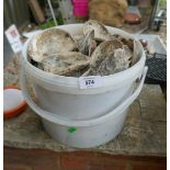 Bucket of sea shells
