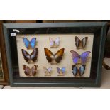 Collection of 10 mounted and framed butterflies