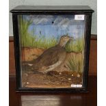 Taxidermy of a wading bird (corn crake) in glass case