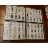 Collection of insect specimens embedded in resin blocks