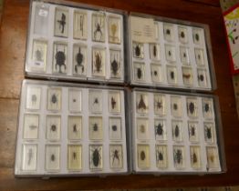 Collection of insect specimens embedded in resin blocks