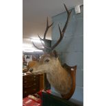Antique stag's head on shield mount