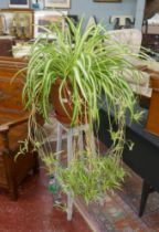 Spider plant on stand