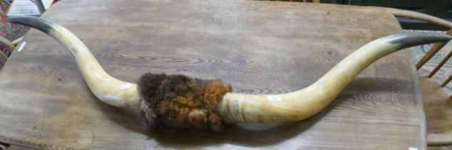 Set of buffalo horns - approx 5ft in length