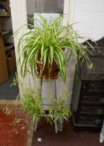 Spider plant on stand