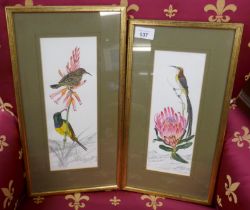 Pair of ornithological watercolours