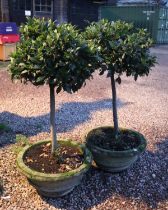 2 potted bay trees