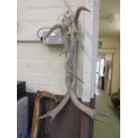 A pair of six prong antlers