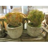 A pair of composite stone garden pots containing red and green leaved plants