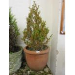 A terracotta plant pot with small tree with red and green leaves