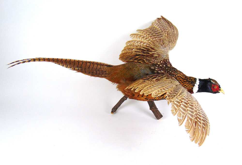 Taxidermy - a wall hanging study of male pheasant in flight, wing span 65 cm