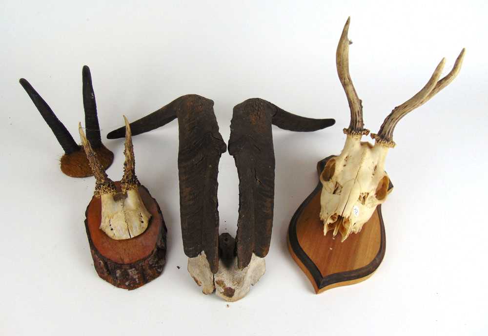 Four pairs of horns, one on full skull