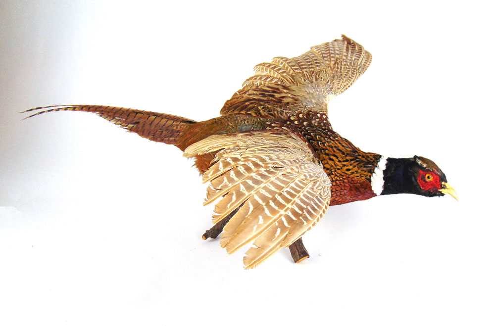 Taxidermy - a wall hanging study of male pheasant in flight, wing span 65 cm - Image 2 of 2