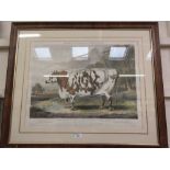 A framed and glazed print of shorthorn cow