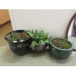 Three glazed garden pots with green plants