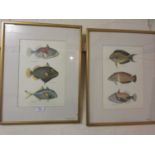 A pair of framed and glazed prints of fish