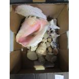 A box containing a quantity of seashells
