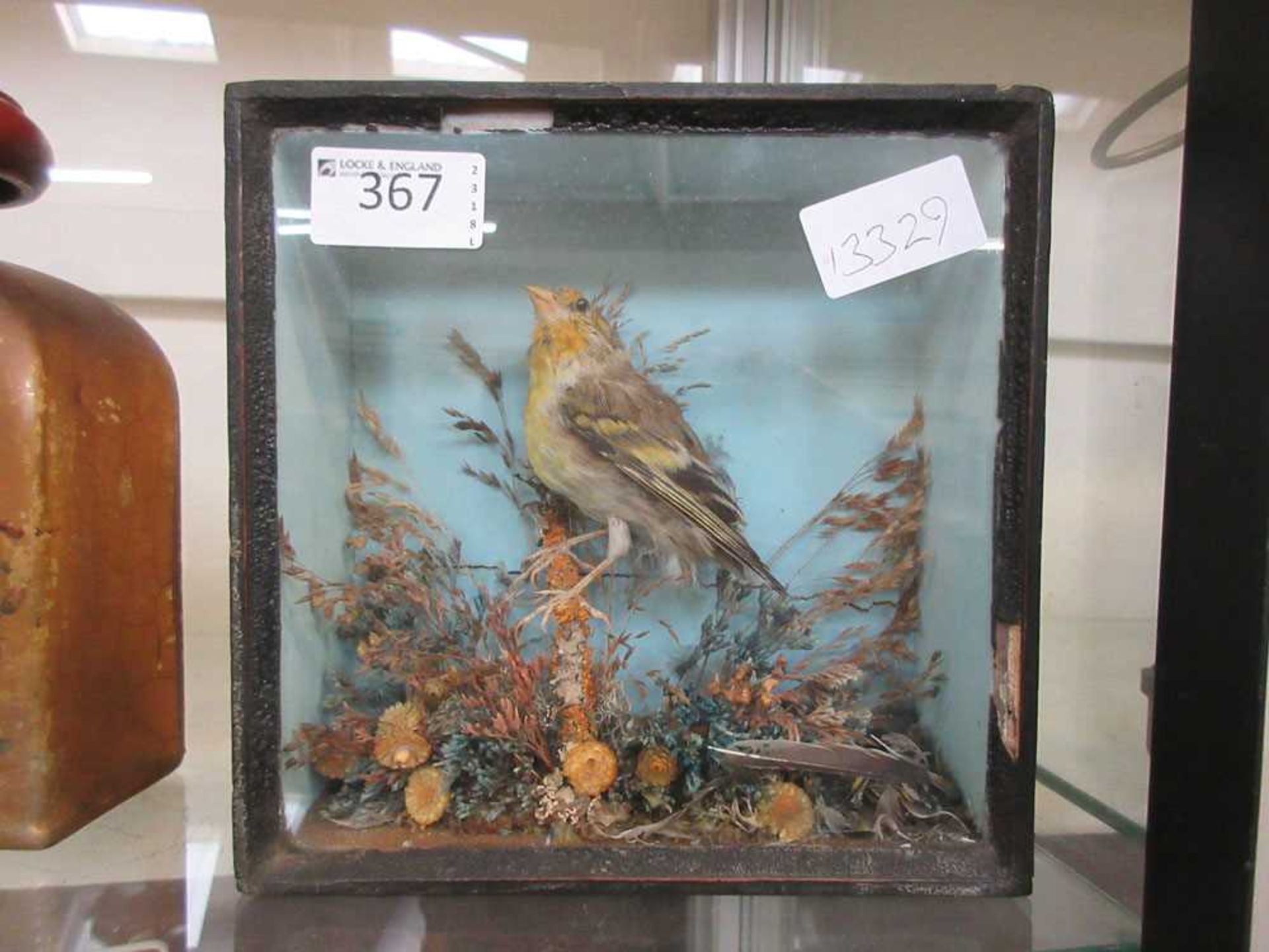 A cased taxidermy study of a finch