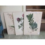 Three botanical etchings