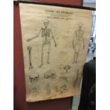 An early 20th century anatomy and physiology skeleton scroll