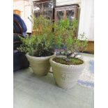 A pair of PVC stoneware effect planters with green bushes
