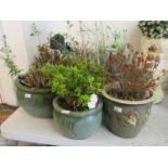 Seven green glazed garden pots containing various plants