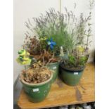 Six green glazed garden pots with plants to include lavender