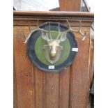 A brass stag's head on plinth