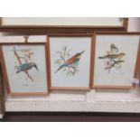 Three framed and glazed watercolours of birds signed F.C.Webb