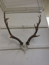 A pair of antlers on half skull