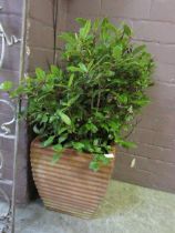 A green plant in terracotta pot