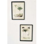 BOTANICAL PRINTS, a pair, framed and glazed, 56cm H x 41cm W. (2)