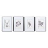 BOTANICAL PRINTS, a set of four, 70cm H x 51cm W, framed and glazed. (4)